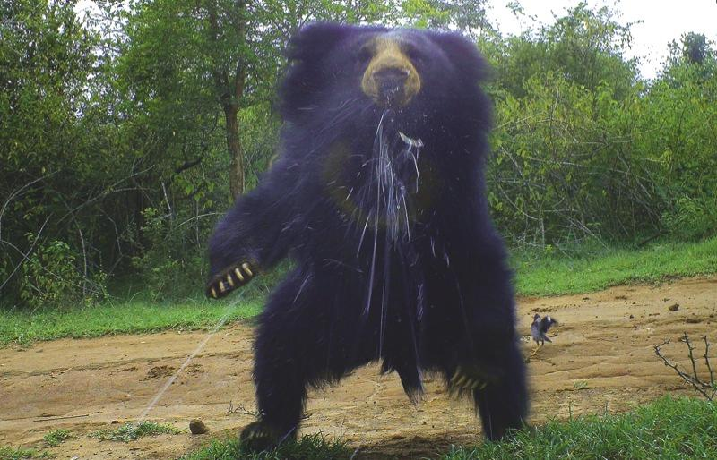 Illustration for article titled Our favorite photographs from this year's BBC Camera-trap Photo of the Year competition